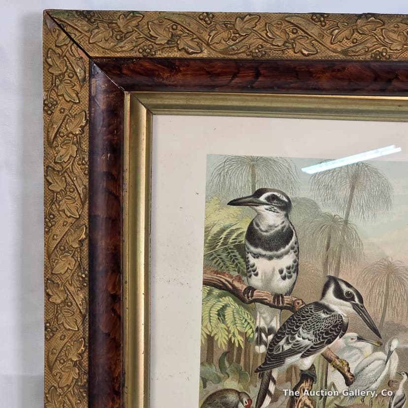 "Black and White Kingfisher" Antique Chromolithograph, Framed β photo 3