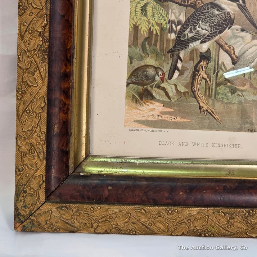 "Black and White Kingfisher" Antique Chromolithograph, Framed β photo 5