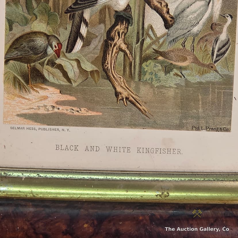 "Black and White Kingfisher" Antique Chromolithograph, Framed β photo 2