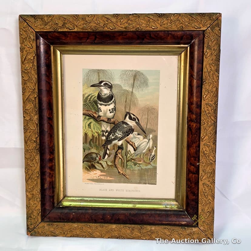 "Black and White Kingfisher" Antique Chromolithograph, Framed