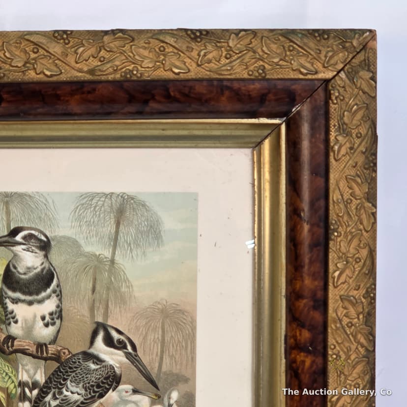 "Black and White Kingfisher" Antique Chromolithograph, Framed β photo 4