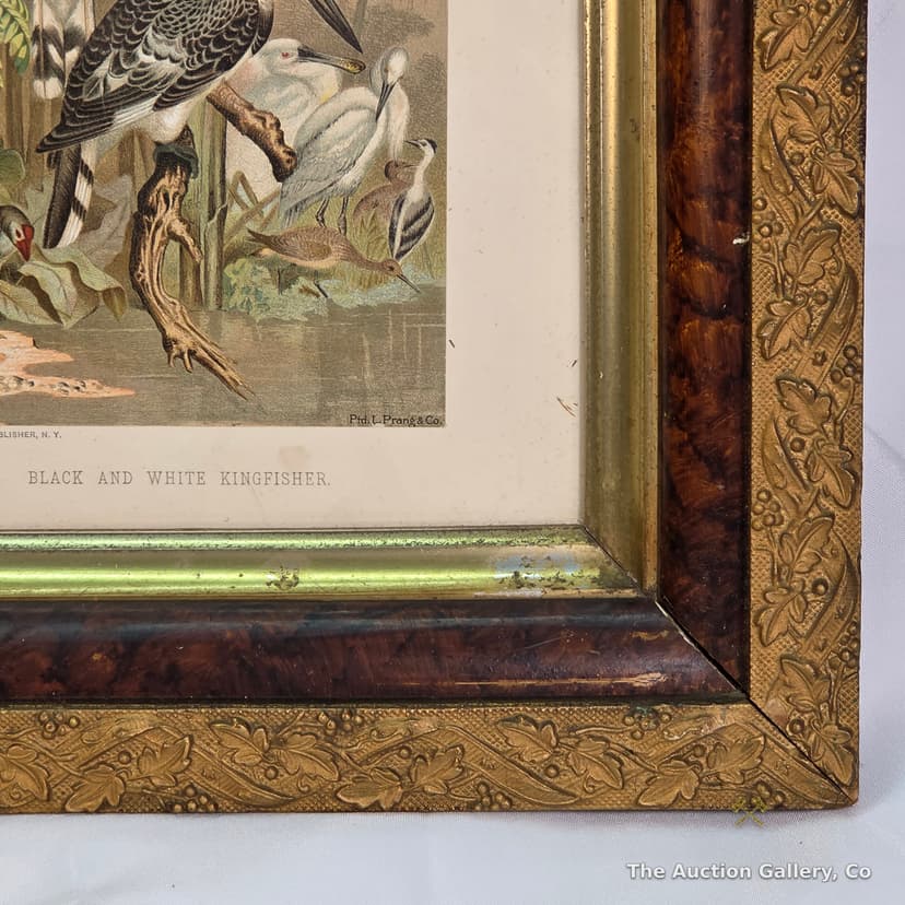 "Black and White Kingfisher" Antique Chromolithograph, Framed β photo 6