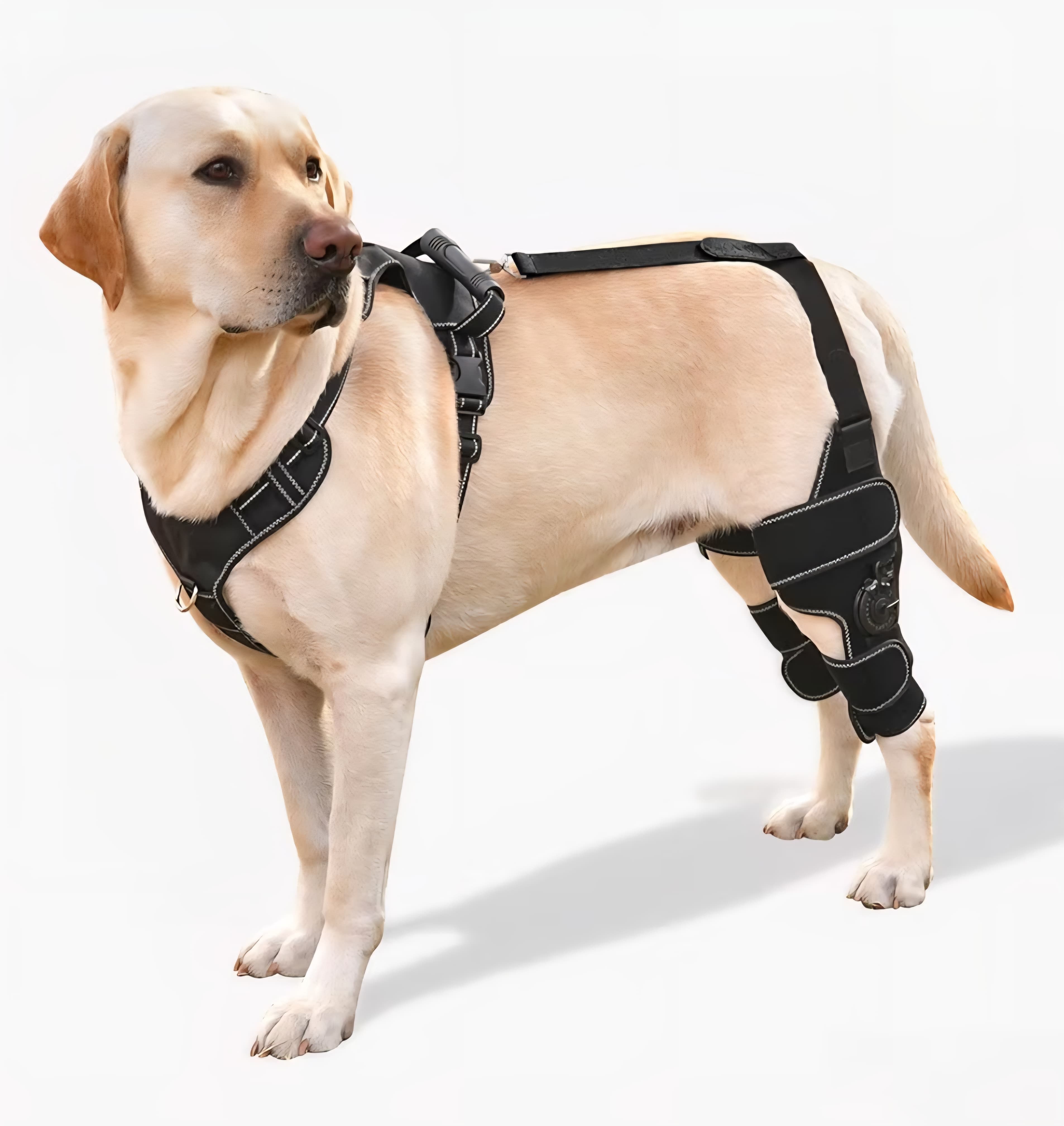 Dog Knee Brace with Support (Both Legs) - Large